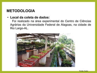 METODOLOGIA
• Local da coleta de dados:
Foi realizado na área experimental do Centro de Ciências
Agrárias da Universidade Federal de Alagoas, na cidade de
Rio Largo-AL.
Fonte: Autor
 