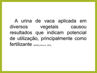 A urina de vaca aplicada em
diversos vegetais causou
resultados que indicam potencial
de utilização, principalmente como
fertilizante (GADELLHA et al., 2003).
 