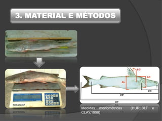 3. MATERIAL E MÉTODOS
Medidas morfométricas (HURLBLT e
CLAY,1998)
 