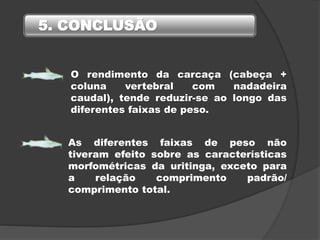 As diferentes faixas de peso não
tiveram efeito sobre as características
morfométricas da uritinga, exceto para
a relação comprimento padrão/
comprimento total.
O rendimento da carcaça (cabeça +
coluna vertebral com nadadeira
caudal), tende reduzir-se ao longo das
diferentes faixas de peso.
5. CONCLUSÃO
 