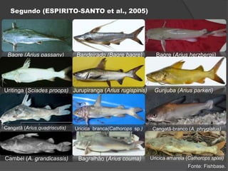 Segundo (ESPIRITO-SANTO et al., 2005)
Bandeirado (Bagre bagre) Bagre (Arius herzbergii)Bagre (Arius passany)
Jurupiranga (Arius rugispinis)Uritinga (Sciades proops) Gurijuba (Arius parkeri)
Cambél (A. grandicassis) Bagralhão (Arius couma) Uricica amarela (Cathorops spixii)
Uricica branca(Cathorops sp.) Cangatã-branco (A. phrygiatus)Cangatã (Arius quadriscutis)
Fonte: Fishbase.
 