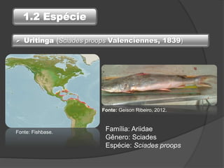 1.2 Espécie
 Uritinga (Sciades proops Valenciennes, 1839)
Família: Ariidae
Gênero: Sciades
Espécie: Sciades proops
Fonte: Fishbase.
Fonte: Geison Ribeiro, 2012.
 