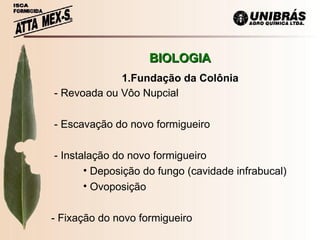 BIOLOGIA - Revoada ou Vôo Nupcial - Escavação do novo formigueiro - Instalação do novo formigueiro Deposição do fungo (cavidade infrabucal) Ovoposição - Fixação do novo formigueiro   1.Fundação da Colônia 