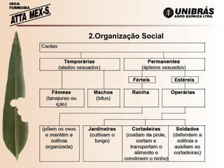   2.Organização Social 