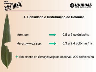   4. Densidade e Distribuição de Colônias Atta ssp. Acromyrmex ssp. 0,5 a 5 colônias/ha 0,3 a 2,4 colônias/ha Em plantio de  Eucalyptus  já se observou 200 colônias/ha 