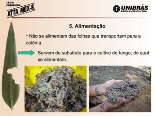   5. Alimentação Servem de substrato para o cultivo do fungo, do qual se alimentam. Não se alimentam das folhas que transportam para a colônia.  