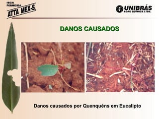 DANOS CAUSADOS Danos causados por Quenquéns em Eucalipto 