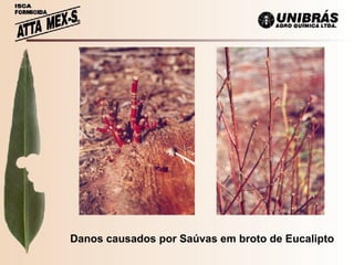 Danos causados por Saúvas em broto de Eucalipto 