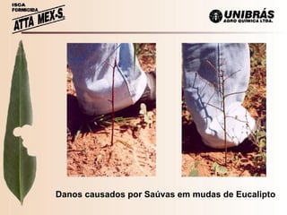 Danos causados por Saúvas em mudas de Eucalipto 