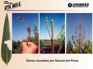 Danos causados por Saúvas em Pinus 