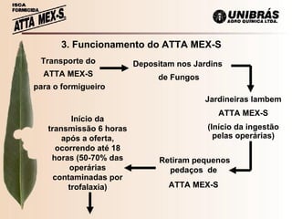 3. Funcionamento do ATTA MEX-S Transporte do  ATTA MEX-S  para o formigueiro Depositam nos Jardins  de Fungos Jardineiras lambem  ATTA MEX-S (Início da ingestão pelas operárias) Retiram pequenos pedaços  de  ATTA MEX-S  Início da transmissão 6 horas após a oferta, ocorrendo até 18 horas (50-70% das operárias contaminadas por trofalaxia) 