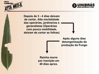 Depois de 3 - 4 dias deixam de cortar. Alta mortalidade das operárias, jardineiras e generalistas (Operárias com pouca mobilidade, deixam de cortar as folhas) Após alguns dias desorganização da produção do Fungo Rainha morre por inanição em 40 dias aprox. 