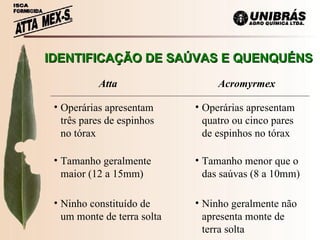 IDENTIFICAÇÃO DE SAÚVAS E QUENQUÉNS Atta Acromyrmex Operárias apresentam três pares de espinhos no tórax Operárias apresentam quatro ou cinco pares de espinhos no tórax Tamanho geralmente maior (12 a 15mm) Tamanho menor que o das saúvas (8 a 10mm) Ninho constituído de um monte de terra solta Ninho geralmente não apresenta monte de terra solta 