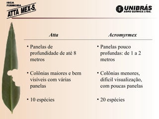 Atta Acromyrmex Panelas de profundidade de até 8 metros Panelas pouco profundas: de 1 a 2 metros Colônias maiores e bem visíveis com várias panelas Colônias menores, difícil visualização, com poucas panelas 10 espécies  20 espécies 