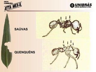 SAÚVAS QUENQUÉNS 