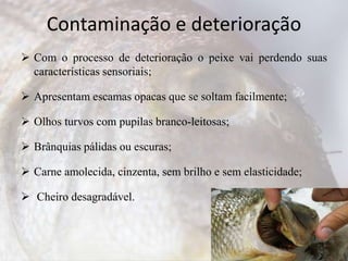 Contaminação e deterioração
 Com o processo de deterioração o peixe vai perdendo suas
características sensoriais;
 Apresentam escamas opacas que se soltam facilmente;
 Olhos turvos com pupilas branco-leitosas;
 Brânquias pálidas ou escuras;
 Carne amolecida, cinzenta, sem brilho e sem elasticidade;
 Cheiro desagradável.
 