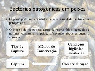 Bactérias patogênicas em peixes
 O peixe pode ser veiculador de uma variedade de bactérias
patogênicas;
 O despejo de esgotos nas águas de reservatórios, lagos, rios e
no mar contamina o peixe, oferecendo riscos a quem o
consome;
Tipo de
Captura
Método de
Conservação
Condições
higiênico
sanitárias
Captura Comercialização
 