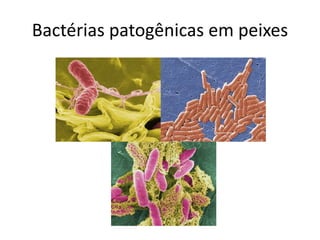 Bactérias patogênicas em peixes
 