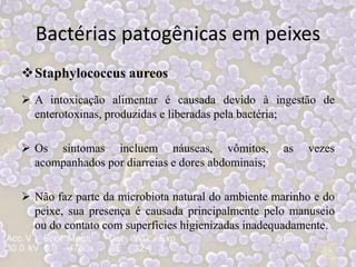 Bactérias patogênicas em peixes
Staphylococcus aureos
 A intoxicação alimentar é causada devido à ingestão de
enterotoxinas, produzidas e liberadas pela bactéria;
 Os sintomas incluem náuseas, vômitos, as vezes
acompanhados por diarreias e dores abdominais;
 Não faz parte da microbiota natural do ambiente marinho e do
peixe, sua presença é causada principalmente pelo manuseio
ou do contato com superfícies higienizadas inadequadamente.
 