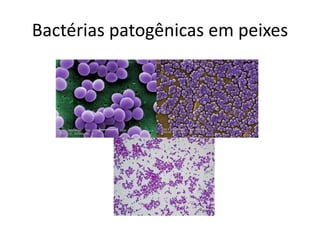 Bactérias patogênicas em peixes
 
