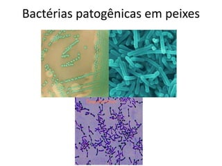 Bactérias patogênicas em peixes
 