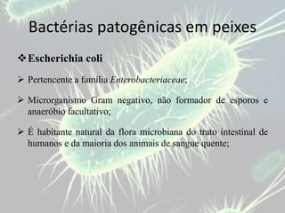 Bactérias patogênicas em peixes
Escherichia coli
 Pertencente a família Enterobacteriaceae;
 Microrganismo Gram negativo, não formador de esporos e
anaeróbio facultativo;
 É habitante natural da flora microbiana do trato intestinal de
humanos e da maioria dos animais de sangue quente;
 