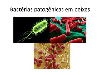 Bactérias patogênicas em peixes
 