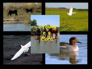 a fauna
e a
flora
 