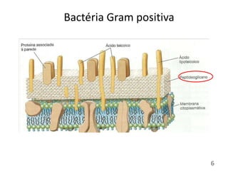 Bactéria Gram positiva
6
 