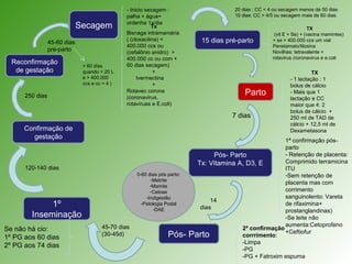 Parto
TX
- 1 lactação : 1
bolus de cálcio
- Mais que 1
lactação e CC
maior que 4: 2
bolus de cálcio +
250 ml de TAD de
cálcio + 12,5 ml de
Dexametasona
7 dias
Pós- Parto
Tx: Vitamina A, D3, E
1ª confirmação pós-
parto
- Retenção de placenta:
Comprimido terramicina
ITU
-Sem retenção de
placenta mas com
corrimento
sanguinolento: Vareta
de rifaximina+
prostanglandinas)
-Se leite não
aumenta:Cetoprofeno
+Ceftiofur
14
dias
Pós- Parto
2ª confirmação
corrrimento:
-Limpa
-PG
-PG + Fatroxim espuma
1º
Inseminação
45-70 dias
(30-45d)
Se não há cio:
1º PG aos 60 dias
2º PG aos 74 dias
120-140 dias
Reconfirmação
de gestação
250 dias
Confirmação de
gestação
Secagem
45-60 dias
pré-parto
- Inicio secagem :
palha + água+
ordenha 1x/dia
Tx
Bisnaga intramamária
( (cloxacilina) <
400.000 ccs ou
(cefalônio anidro) >
400.000 cc ou com +
60 dias secagem)
+
Ivermectina
+
Rotavec corona
(coronavírus,
rotavíruas e E.coli)
> 60 dias
quando < 20 L
e > 400.000
ccs e cc > 4 )
15 dias pré-parto
20 dias : CC < 4 ou secagem menos de 50 dias
10 dias: CC > 4/5 ou secagem mais de 60 dias
TX
(vit E + Se) + (vacina mamintes)
+ se > 400.000 ccs um vial
Penetamato/tilosina
Novilhas: tetravalente +
rotavirus /coronavirus e e.coli
0-60 dias pós parto:
-Metrite
-Mamite
-Cetose
-Indigestão
-Patologia Podal
-DAE
 
