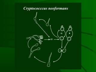 Cryptococccus neoformans
 