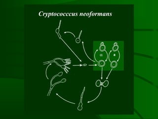 Cryptococccus neoformans
 