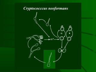 Cryptococccus neoformans
 