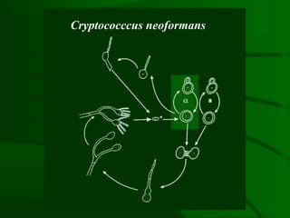 Cryptococccus neoformans
 