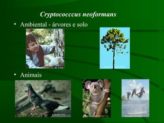 Cryptococccus neoformans
• Animais
Phascolarctos cinereus Tursiops truncatus
Columba livia
• Ambiental - árvores e solo
Eucalyptus calmulidensis Araucaria augustifolia
 