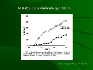 Kuong-Chung et al, Mycology, 1992, 60:602-605
Mat α é mais virulento que Mat a
 