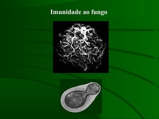 Imunidade ao fungo
 