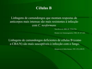 Células B
Linhagens de camundongos que montam respostas de
anticorpos mais intensas são mais resistentes à infecção
com C. neoformans
Linhagens de camundongos deficientes de células B (como
a CBA/N) são mais susceptíveis à infecção com o fungo.
Neuville et al. 2000; 68: 3724-3726.
Dromer et al. Immunogenetics 1988; 28: 417-424.
Marquis et al. Infect Immun. 1985. 47(1):288-93
 