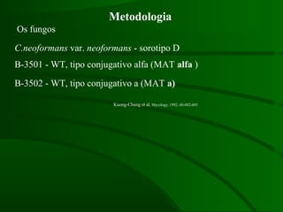 Metodologia
B-3501 - WT, tipo conjugativo alfa (MAT alfa )
C.neoformans var. neoformans - sorotipo D
B-3502 - WT, tipo conjugativo a (MAT a)
Os fungos
Kuong-Chung et al, Mycology, 1992, 60:602-605
 