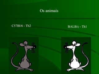 Os animais
BALB/c - Th1C57Bl/6 - Th2
 