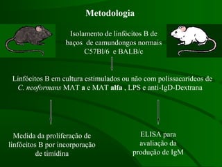 Metodologia
ELISA para
avaliação da
produção de IgM
Medida da proliferação de
linfócitos B por incorporação
de timidina
Linfócitos B em cultura estimulados ou não com polissacarídeos de
C. neoformans MAT a e MAT alfa , LPS e anti-IgD-Dextrana
Isolamento de linfócitos B de
baços de camundongos normais
C57Bl/6 e BALB/c
 