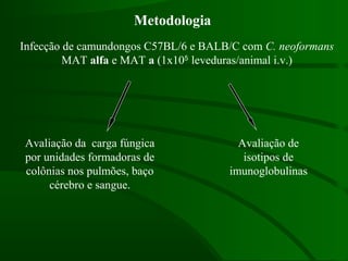 Infecção de camundongos C57BL/6 e BALB/C com C. neoformans
MAT alfa e MAT a (1x105
leveduras/animal i.v.)
Avaliação da carga fúngica
por unidades formadoras de
colônias nos pulmões, baço
cérebro e sangue.
Avaliação de
isotipos de
imunoglobulinas
Metodologia
 