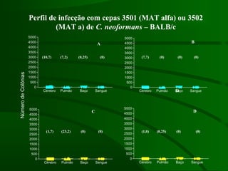 Perfil de infecção com cepas 3501 (MAT alfa) ou 3502
(MAT a) de C. neoformans – BALB/c
Cérebro Pulmão Baço Sangue
0
500
1000
1500
2000
2500
3000
3500
4000
4500
5000
Cérebro Pulmão Baço Sangue
0
500
1000
1500
2000
2500
3000
3500
4000
4500
5000
Cérebro Pulmão Baço Sangue
0
500
1000
1500
2000
2500
3000
3500
4000
4500
5000
Cérebro Pulmão Baço Sangue
0
500
1000
1500
2000
2500
3000
3500
4000
4500
5000
NúmerodeColônias
A B
C
D
(0)(10,7) (7,2) (0,25) (7,7) (0) (0) (0)
(1,7) (23,2) (0) (0) (1,0) (0,25) (0) (0)
D
 