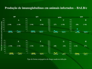 infect alfa infect a
0
50
100
150
200
250
300
350
infect alfa infect a
0
100
200
300
400
500
600
infect alfa infect a
0
100
200
300
400
500
600
700
infect alfa infect a
0
150
300
450
600
750
900
1050
1200
1350
1500
IgM
infect alfa infect a
0
50
100
150
200
250
300
350
IgG1
infect alfa infect a
0
100
200
300
400
500
600
IgG2b
infect alfa infect a
0
150
300
450
600
750
900
1050
1200
1350
1500
IgG3
infect alfa infect a
0
100
200
300
400
500
600
700
Títulosséricosdeanticorposanti-polissacarídeo
A B C D
E F G H
Tipo de forma conjugativa do fungo usada na infecção
(>10)
(>10)(>10)(>10)(>10)(>10)(>10)
(>10) (>10) (>10) (>10)
(27)
(40) (34)
(50)
(17)
Produção de imunoglobulinas em animais infectados – BALB/c
 