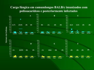 Cérebro Pulmão Baço Sangue
0
10
20
30
40
50
60
70
80
90
100
Cérebro Pulmão Baço Sangue
0
10
20
30
40
50
60
70
80
90
100
Cérebro Pulmão Baço Sangue
0
10
20
30
40
50
60
70
80
90
100
Cérebro Pulmão Baço Sangue
0
10
20
30
40
50
60
70
80
90
100
Cérebro Pulmão Baço Sangue
0
10
20
30
40
50
60
70
80
90
100
Cérebro Pulmão Baço Sangue
0
10
20
30
40
50
60
70
80
90
100
NúmerodeColônias
CBA
FED
(0)(0)(3,3)(6,3)
(0) (0) (0) (0)
(0) (0) (0)(1)(0)(0)(23,5)(1,7)
(0)(0)(0,6)(1) (0,6)(0)(0)(0,25)(1)
Carga fúngica em camundongos BALB/c imunizados com
polissacarídeos e posteriormente infectados
 