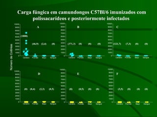 Cérebro Pulmão Baço Sangue
0
1000
2000
3000
4000
5000
6000
7000
8000
9000
10000
Cérebro Pulmão Baço Sangue
0
1000
2000
3000
4000
5000
6000
7000
8000
9000
10000
Cérebro Pulmão Baço Sangue
0
1000
2000
3000
4000
5000
6000
7000
8000
9000
10000
Cérebro Pulmão Baço Sangue
0
1000
2000
3000
4000
5000
6000
7000
8000
9000
10000
Cérebro Pulmão Baço Sangue
0
1000
2000
3000
4000
5000
6000
7000
8000
9000
10000
Cérebro Pulmão Baço Sangue
0
1000
2000
3000
4000
5000
6000
7000
8000
9000
10000
NúmerodeColônias
CBA
FED
(0)
(0) (0) (0) (0) (0)
(0)(0)(0)(0)(0) (0,5)(0,5)(0,4) (2,3)(0)
(1808)
(46,9) (2,4) (0) (371,3) (121,7) (7,3)
(3,5)
Carga fúngica em camundongos C57Bl/6 imunizados com
polissacarídeos e posteriormente infectados
 