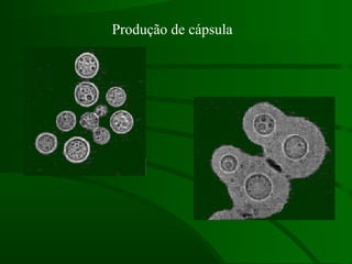 Produção de cápsula
 