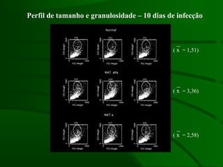Perfil de tamanho e granulosidade – 10 dias de infecção
( x = 1,51)
( x = 3,36)
( x = 2,58)
 