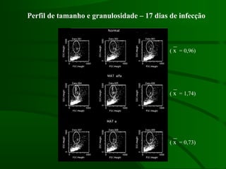 Perfil de tamanho e granulosidade – 17 dias de infecção
( x = 0,96)
( x = 1,74)
( x = 0,73)
 