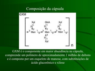 Composição da cápsula
GXM é o componente em maior abundância na cápsula,
compreende um polímero de aproximadamente 1 milhão de daltons
e é composto por um esqueleto de manose, com substituições de
ácido glucorônico e xilose
 